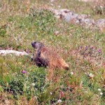 marmotta
