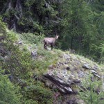 camoscio-lungo-il-percorso