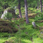 sentiero-nel-bosco