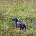 marmotta