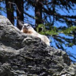 marmotta all'arp vieille