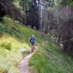salita nel bosco