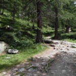 bosco alla partenza