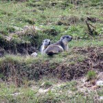 marmotte sul percorso