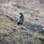 marmotta a grand vaudalaz