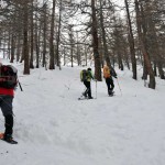 nel bosco dopo il bivio