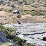 marmotta sul percorso