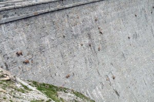 stambecchi sulla diga di cinghino