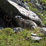 marmotta sull'itinerario