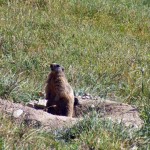 marmotta sull'itinerario