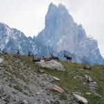 stambecchi sullo sfondo dell'aiguille noire