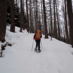 nel bosco sopra meriau damon