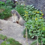 marmotta