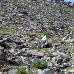 camosci sull'itinerario