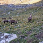 stambecchi sull'itinerario