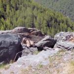 marmotta