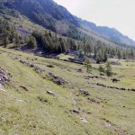 verso-il-boschetto