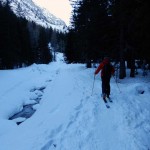 ingresso-nel-bosco