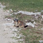 marmotta