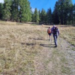 verso-il-rado-bosco