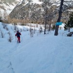 palina-sull'albero