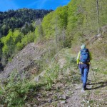 traverso-al-limitare-del-bosco