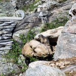 marmotta