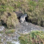 marmotta