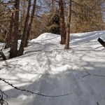 nel-bosco