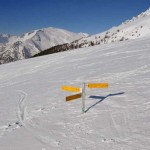 palina-fuori-dal-bosco