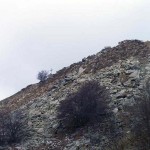 uscita-dal-bosco