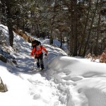 salita nel bosco