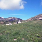 alpe monscera