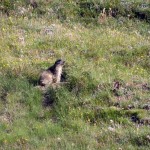 marmotta sul percorso