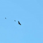 aquila
