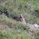 marmotta sul percorso