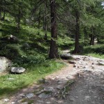 bosco di fondovalle