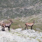 stambecchi durante la salita