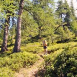 nel bosco