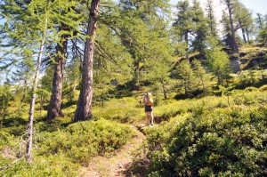 nel bosco