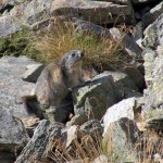marmotta
