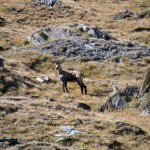 camoscio nel vallone di meyes