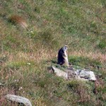 marmotta a meyes