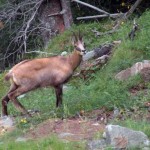camoscio nel bosco