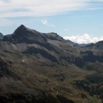 testa grigia