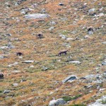 camosci al pascolo