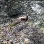 camoscio sopra un canalone
