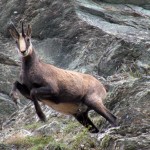 camoscio che salta