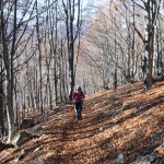 bosco sotto l'alpe spino