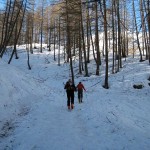nel bosco